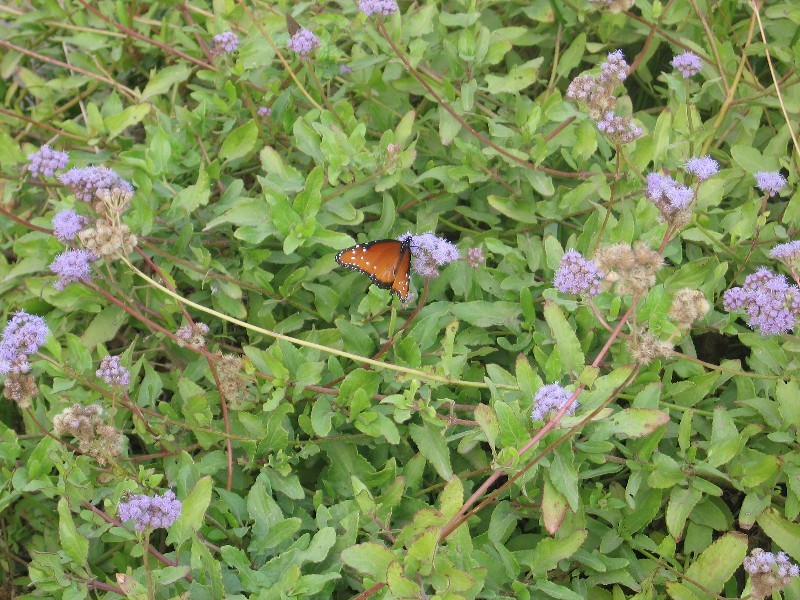 Even though the weather was damp and cloudy, the butterflies were out.