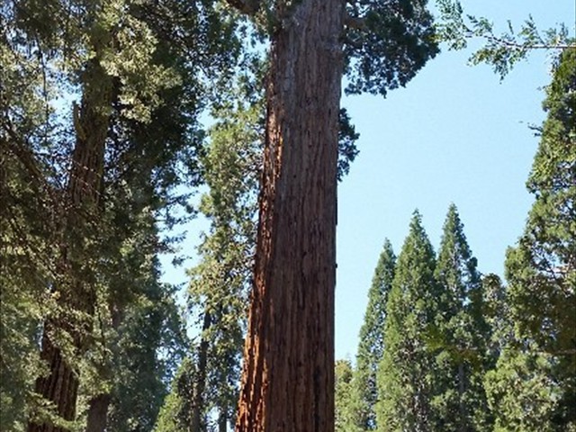 Kings Canyon Sequoias 20