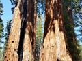 Kings Canyon Sequoias 21