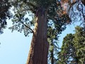 Kings Canyon Sequoias 24