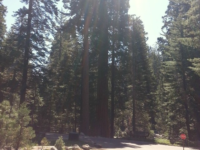 Sequoia NP 02