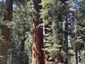 Sequoia NP 04