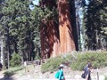 Sequoia NP 08