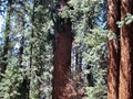 Sequoia NP 10