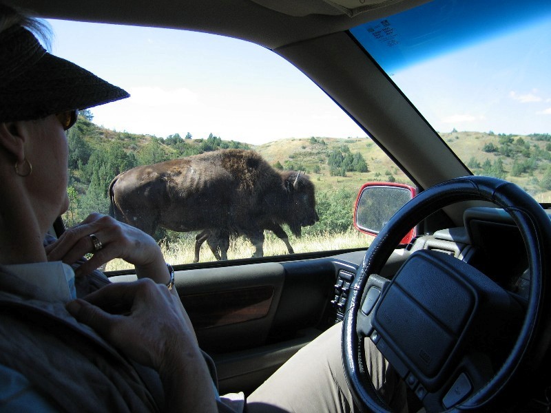 Dale had a little problem when the bison decided to look into the car. 
